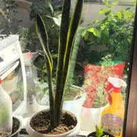 گلهای طبیعی