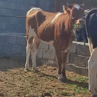 گاو و گوساله جلب گستر|حیوانات مزرعه|جیرفت, |دیوار