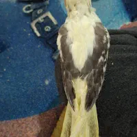 عروس هلندی پروانه