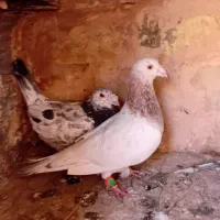 فروشی قیمت۱۱۰۰