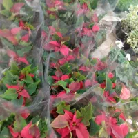 انواع گیاهان گل دار فصلی و چهارفصل|گل و گیاه طبیعی|رشت, حمیدیان|دیوار