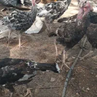 بوقلمون سرحال و چاق|حیوانات مزرعه|رامهرمز, |دیوار