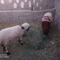 دوراس بره نر و ماده|حیوانات مزرعه|گلزار, |دیوار