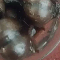 ترشی سیر