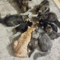 واگذاری گربه