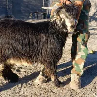 بز نر اصیل بختیاری شهرکردی مولد|حیوانات مزرعه|شیروان (خراسان), |دیوار