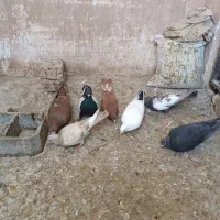 کبوتر|پرنده|شیراز, قلعه نو|دیوار