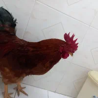 خروس محلی|حیوانات مزرعه|شیراز, میانرود|دیوار