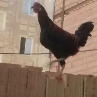 خروس گلین دو‌رگجوان|حیوانات مزرعه|نسیم‌شهر, |دیوار