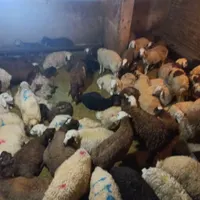 عرضه دام بهداشتی مکانی مجهز و ارگانیک گوسفند زنده|حیوانات مزرعه|تهران, اقدسیه|دیوار