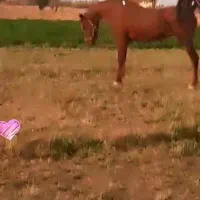 کره نریان ۶ماهه دره شوری|اسب و تجهیزات اسب‌سواری|گلپایگان, |دیوار