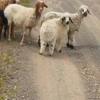 ۳راس میشنه زاییده و ابستن