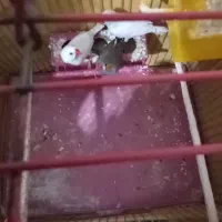 فنچ زبرا قیمت ۶۰۰|حیوانات|بندر ماهشهر, |دیوار