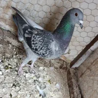 پولکی،زرد،دم سفید