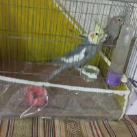 یک جفت عروس هلندی