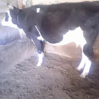 گاو سمینتال|حیوانات مزرعه|بیله سوار, |دیوار