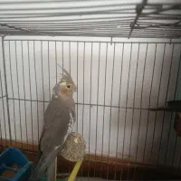 فروش جوجه عروس هلندی