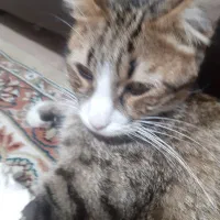 واگذاری گربه