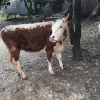 فروش تلم خاص اصیل