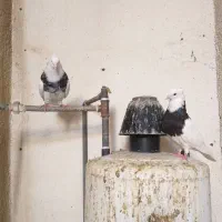 طوقی|پرنده|شوشتر, |دیوار