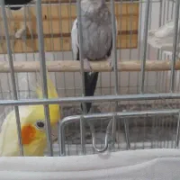 عروس هلندی مولد|پرنده|محمدشهر, شهرک پیام (مهرالبرز)|دیوار