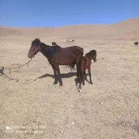 اسب قاطر و مادیون فروشی|اسب و تجهیزات اسبسواری|دزفول, |دیوار