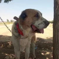 پژدر آلابای قدرجونی