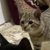 بچه گربه امدادی سالم فوری