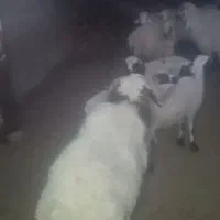گله گوسفند