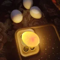 ۳ عدد تخم عروس هلندی لوتینو چشم شرابی رگ زده