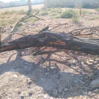 مقداری چوب برای ذوغال