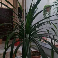 گل پاندانوس