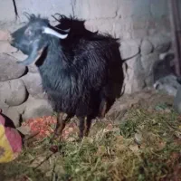 بز و تروشک|حیوانات مزرعه|تفتان, |دیوار