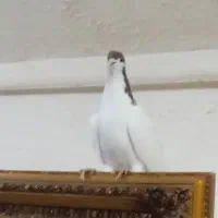 زیورآلات تزعینی شصتی سینه دوتا 800