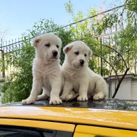 توله سگ آلابای روس ، روت وایلر ، ژرمن شپهرد