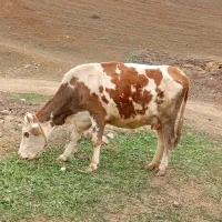 گاو|حیوانات مزرعه|خواجه, |دیوار