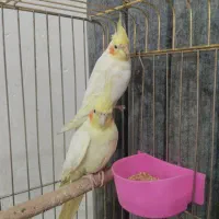 دو جفت عروس هلندی نرو ماده