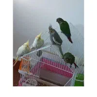 عروس هلندی ماده لوتینو