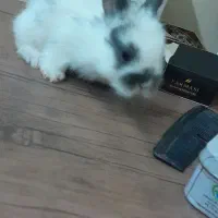 خرگوش لوپ|موش و خرگوش|سبزوار, پاسداران|دیوار