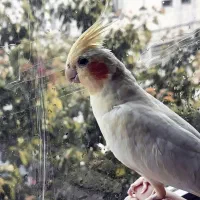 گمشده|حیوانات|تبریز, |دیوار