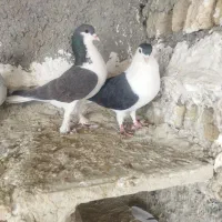 تهرانی نر|پرنده|شیروان (خراسان), |دیوار