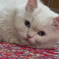 فروش گربه پرشین ۱ ساله