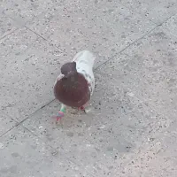 کبوتر|پرنده|مشهد, کوی راد|دیوار