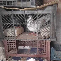 ۳تا کبوتر|پرنده|پلدختر, |دیوار