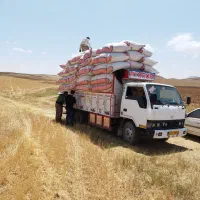 کاه درجه یک کردستان|حیوانات مزرعه|رشت, نامجو|دیوار