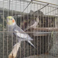 معاوضه پرنده با برنج (مجسمه)|پرنده|الیگودرز, |دیوار