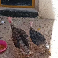 بوقلمون
