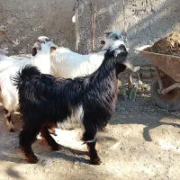 4تا بزغاله سالم و چاق|حیوانات مزرعه|قرق, |دیوار