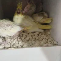 جوجه عروس هلندی