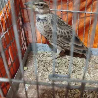 جوجه سهره قناری|پرنده|اردبیل, |دیوار